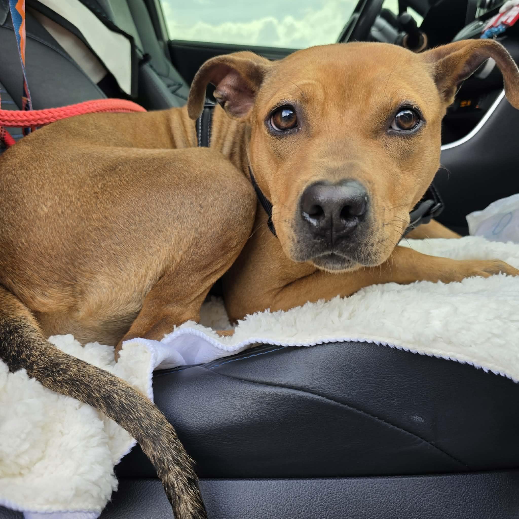 Harley, ADOPTABLE, Adult Female Mixed Breed.