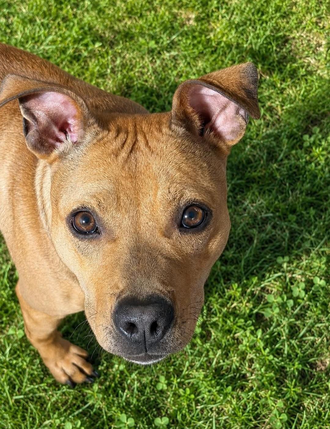 Harley, a ADOPTABLE mixed breed in Lancaster, SC image 2/5