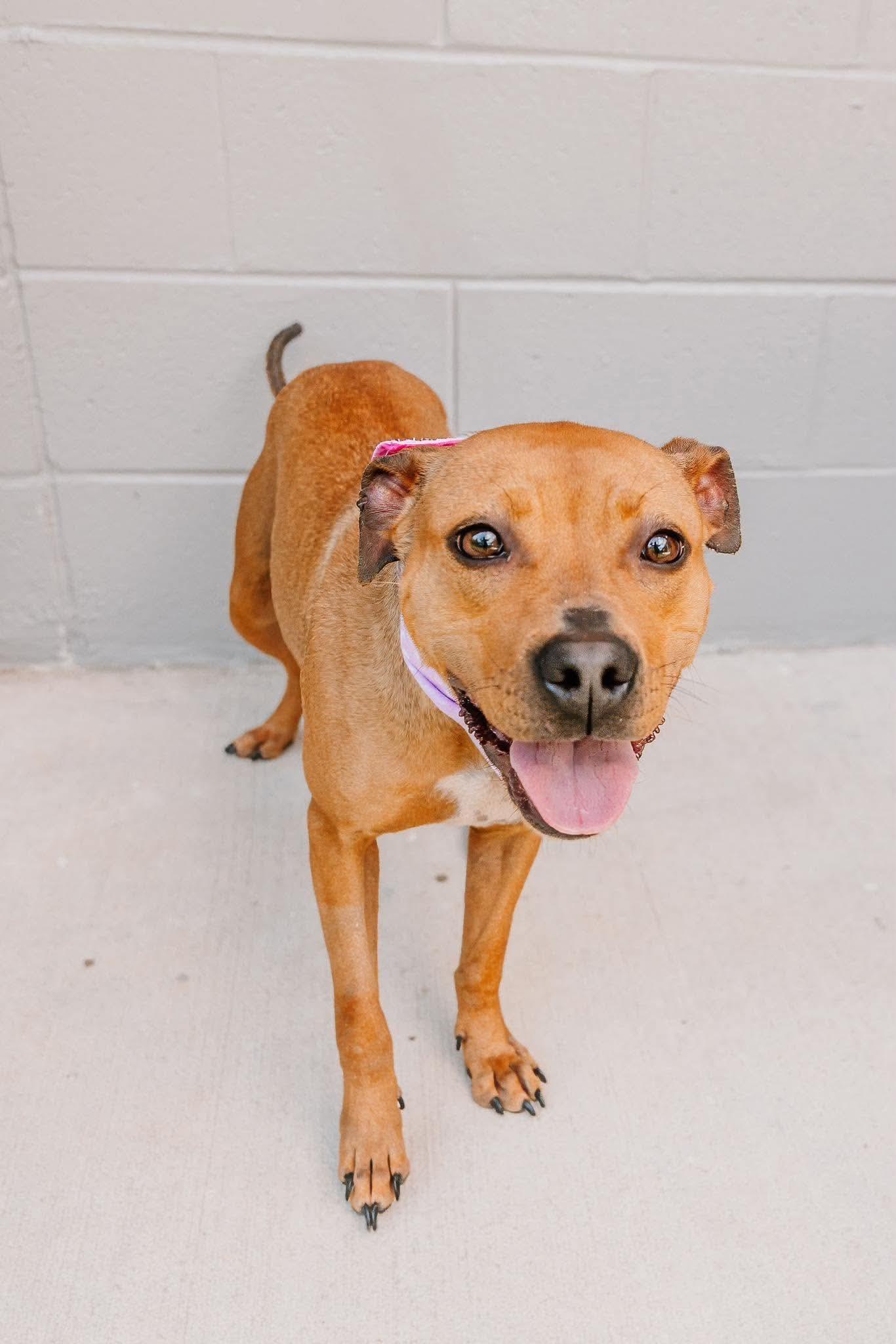 Harley, a ADOPTABLE mixed breed in Lancaster, SC image 4/5