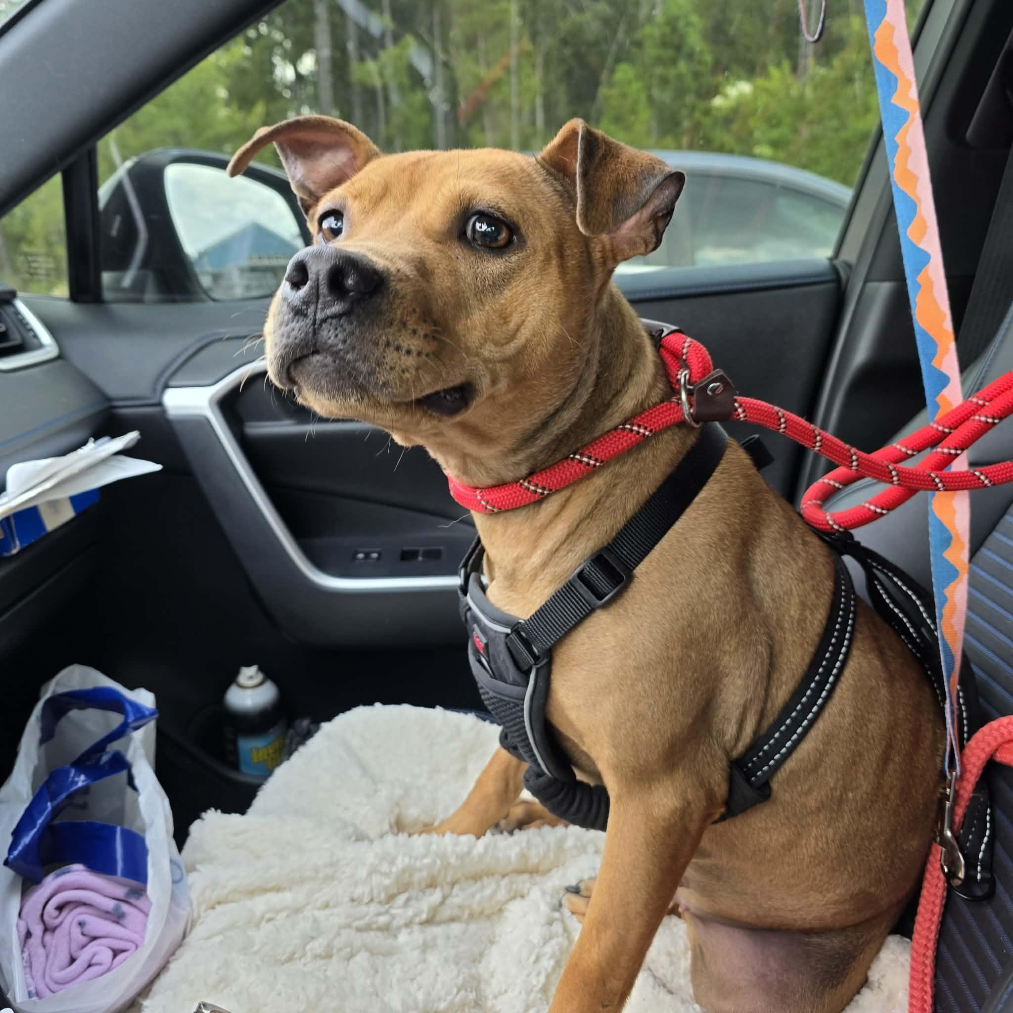 Harley, a ADOPTABLE mixed breed in Lancaster, SC image 3/5
