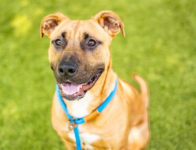 RED, Adoptable, Young Male Mastiff & Mixed Breed.