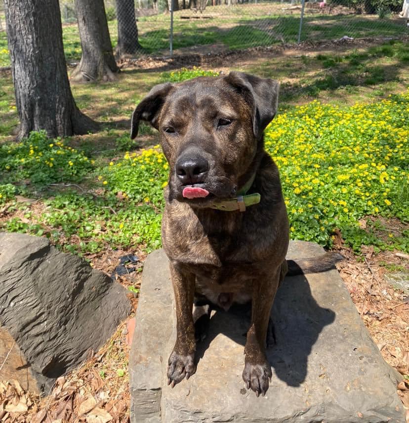 Buster, a Adoptable Plott Hound in Perkasie, PA image 1/11