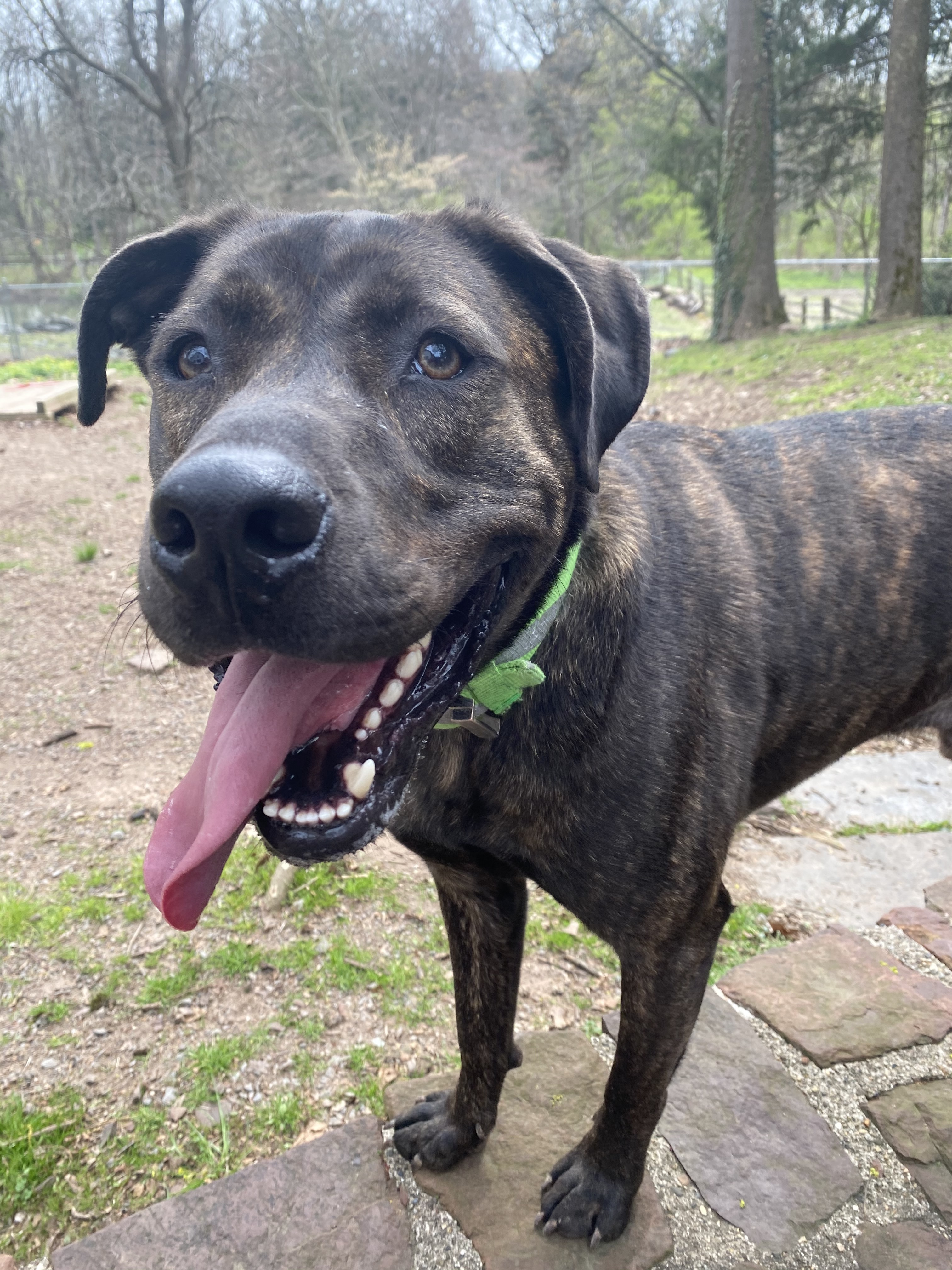Buster, a Adoptable Plott Hound in Perkasie, PA image 2/11