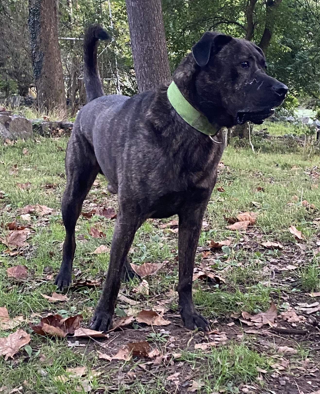 Buster, a Adoptable Plott Hound in Perkasie, PA image 3/11