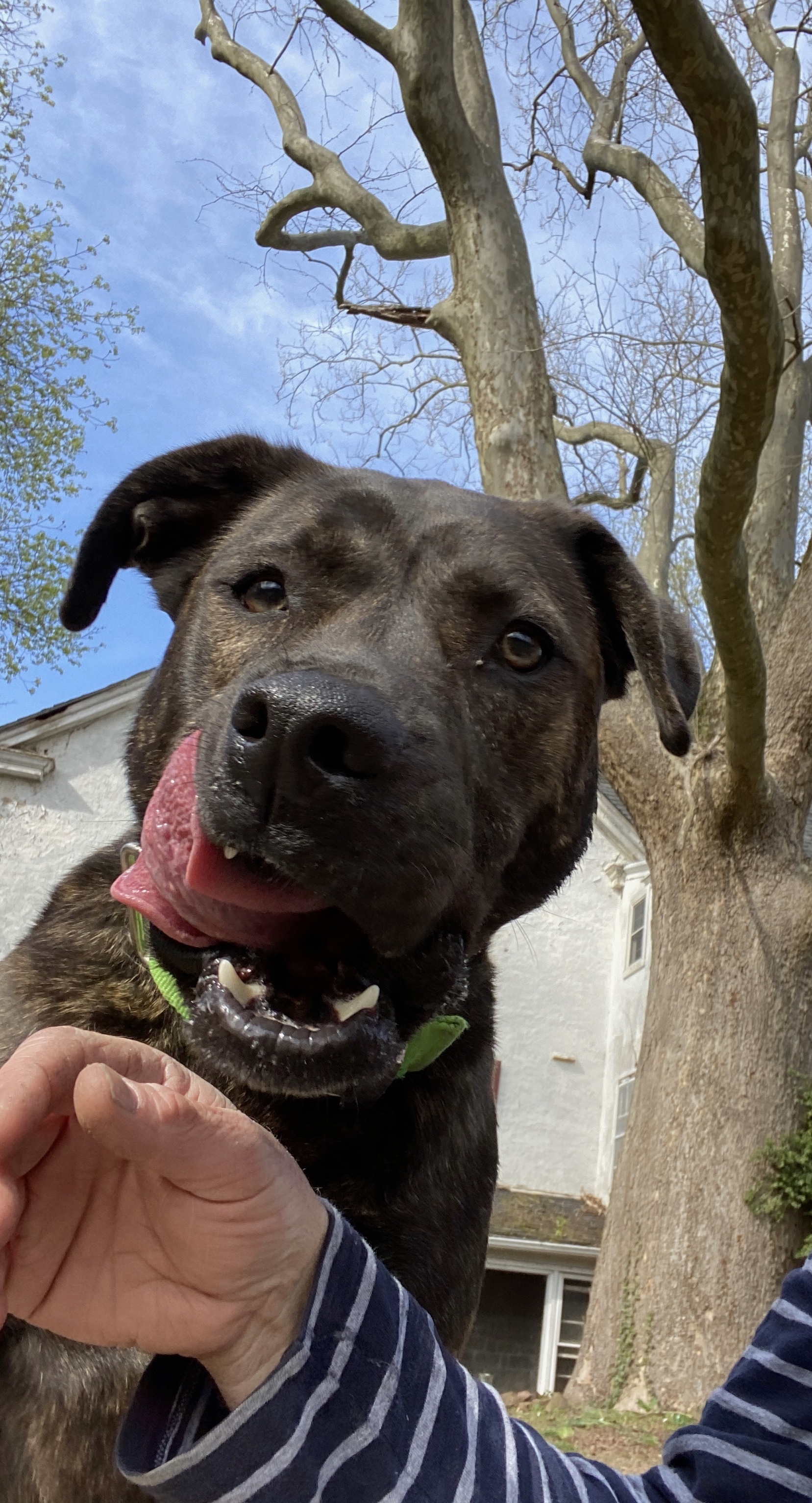 Buster, a Adoptable Plott Hound in Perkasie, PA image 5/11