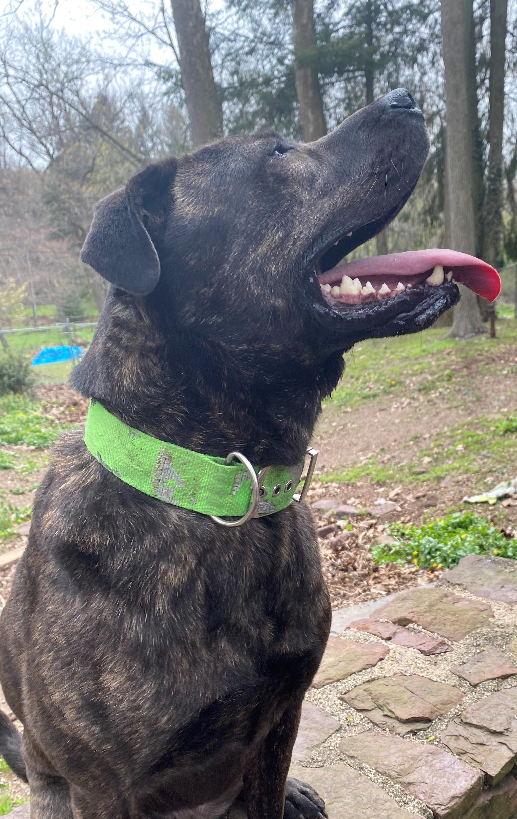 Buster, a Adoptable Plott Hound in Perkasie, PA image 6/11