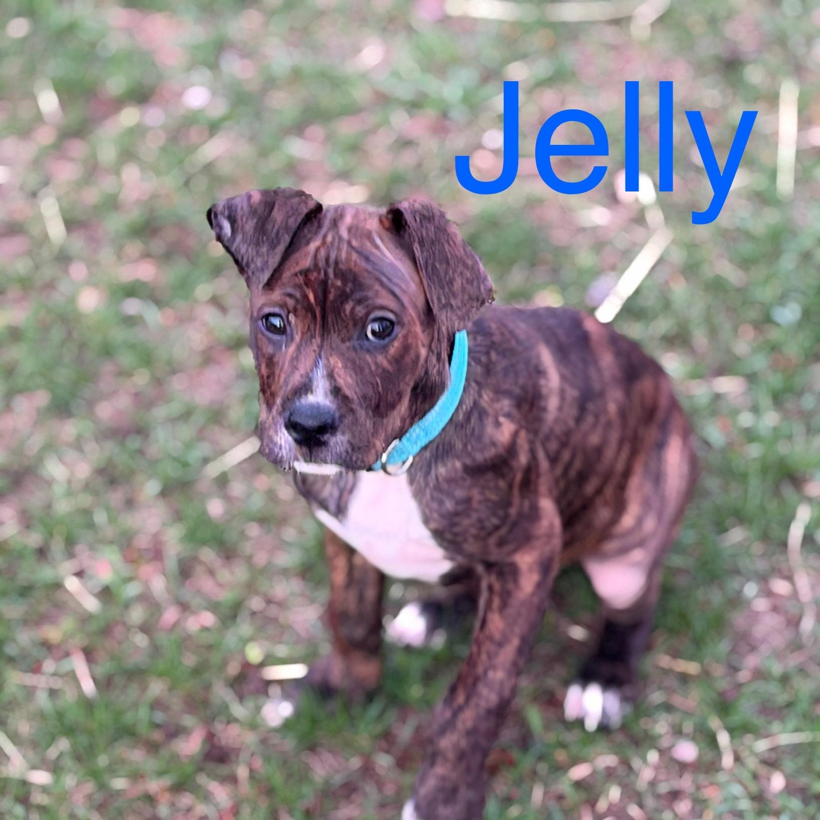 Jelly, ADOPTABLE, Puppy Male American Staffordshire Terrier.