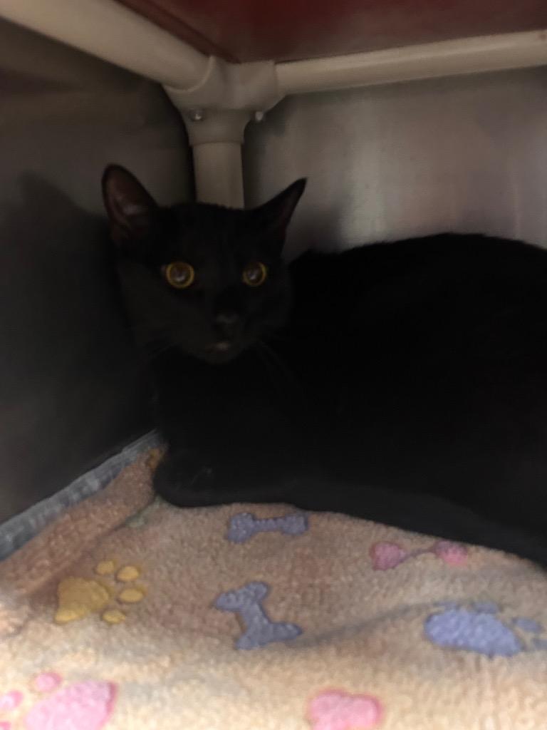 Merlin, Adoptable, Young Male Domestic Short Hair.