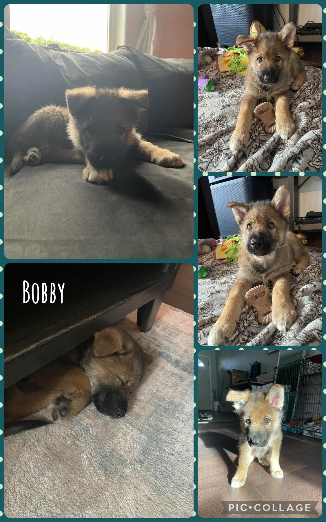 Enlarge Bobby, an adopted mixed breed in Newberg, OR image 1/1