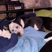 Ruth, Adoptable, Puppy Female Australian Cattle Dog / Blue Heeler & Pit Bull Terrier.