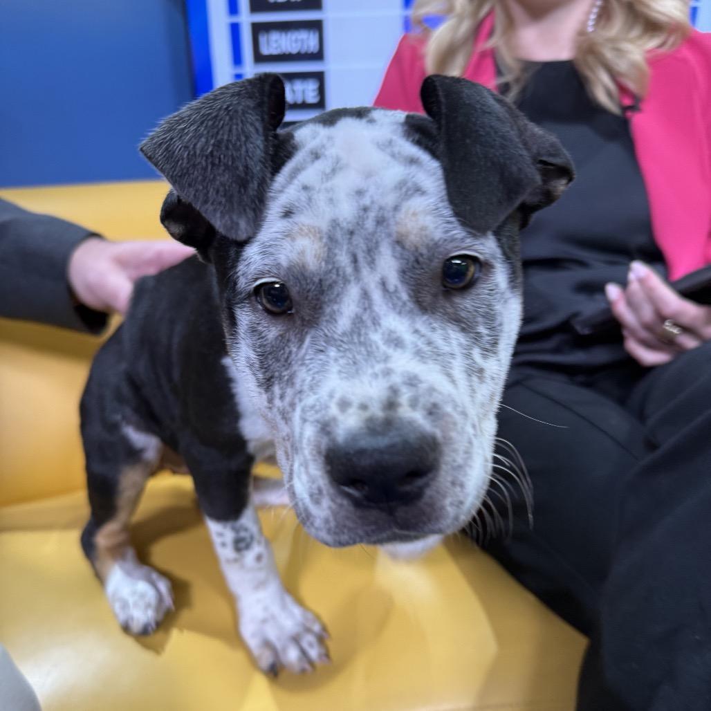 Ruth, Adoptable, Puppy Female Australian Cattle Dog / Blue Heeler & Pit Bull Terrier.
