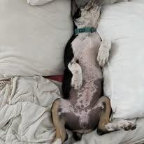 Enlarge Ruth, a Adoptable mixed breed in Fulton, MO image 3/5