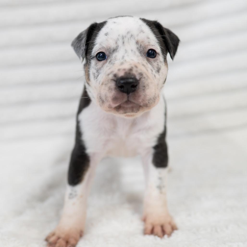 Ruth, Adoptable, Puppy Female Australian Cattle Dog / Blue Heeler & Pit Bull Terrier.