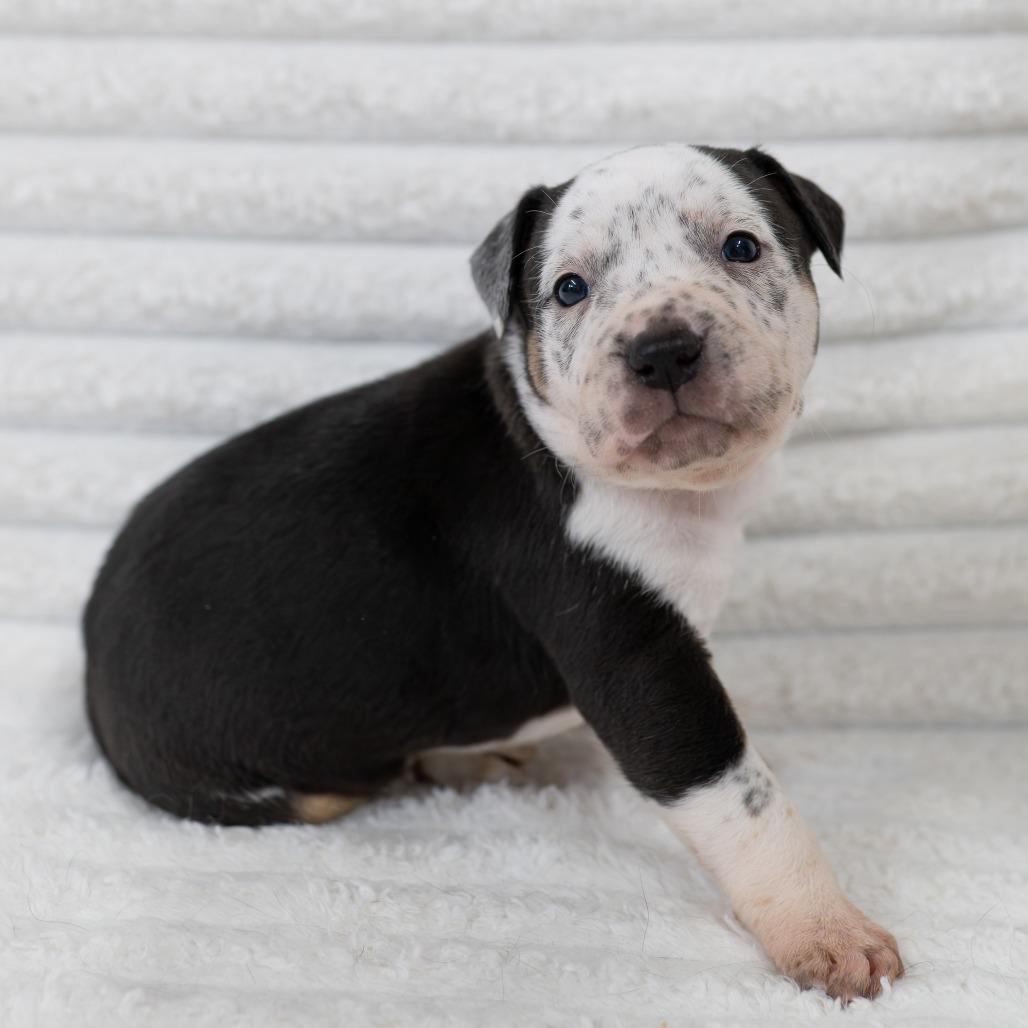 Enlarge Ruth, a Adoptable mixed breed in Fulton, MO image 2/2
