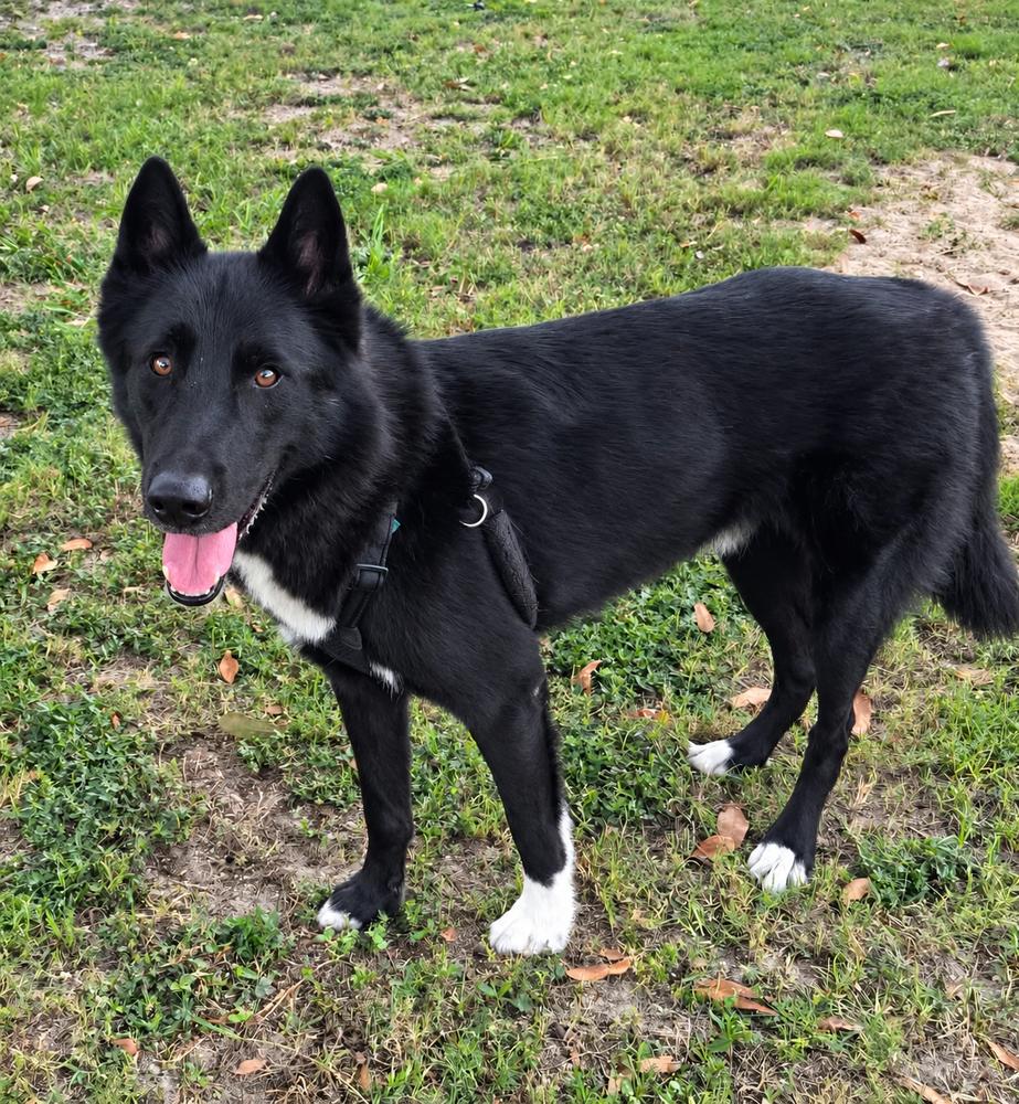 Laredo, Adoptable, Adult Male Mixed Breed & Husky.