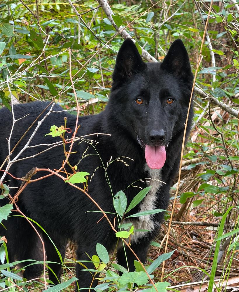 Enlarge Laredo, a Adoptable mixed breed in Saint Augustine, FL image 3/3