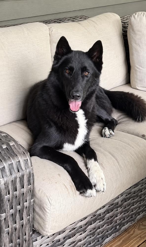 Enlarge Laredo, a Adoptable mixed breed in Saint Augustine, FL image 2/3