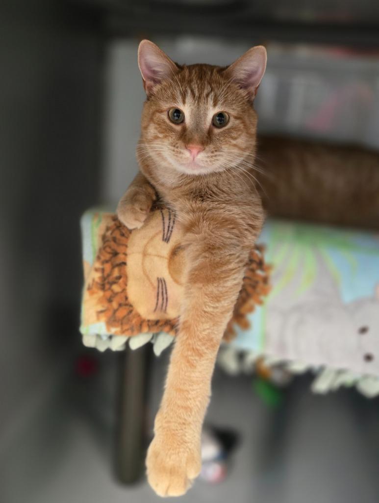 Joe, a Adoptable mixed breed in Viroqua, WI image 2/6