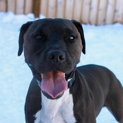 Shawlo, Adult Male Mixed Breed