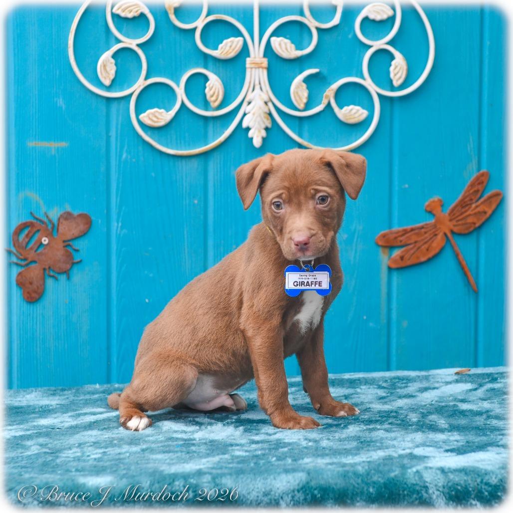 Enlarge Giraffe, a Adoptable Pit Bull Terrier in Wake Forest, NC image 1/1