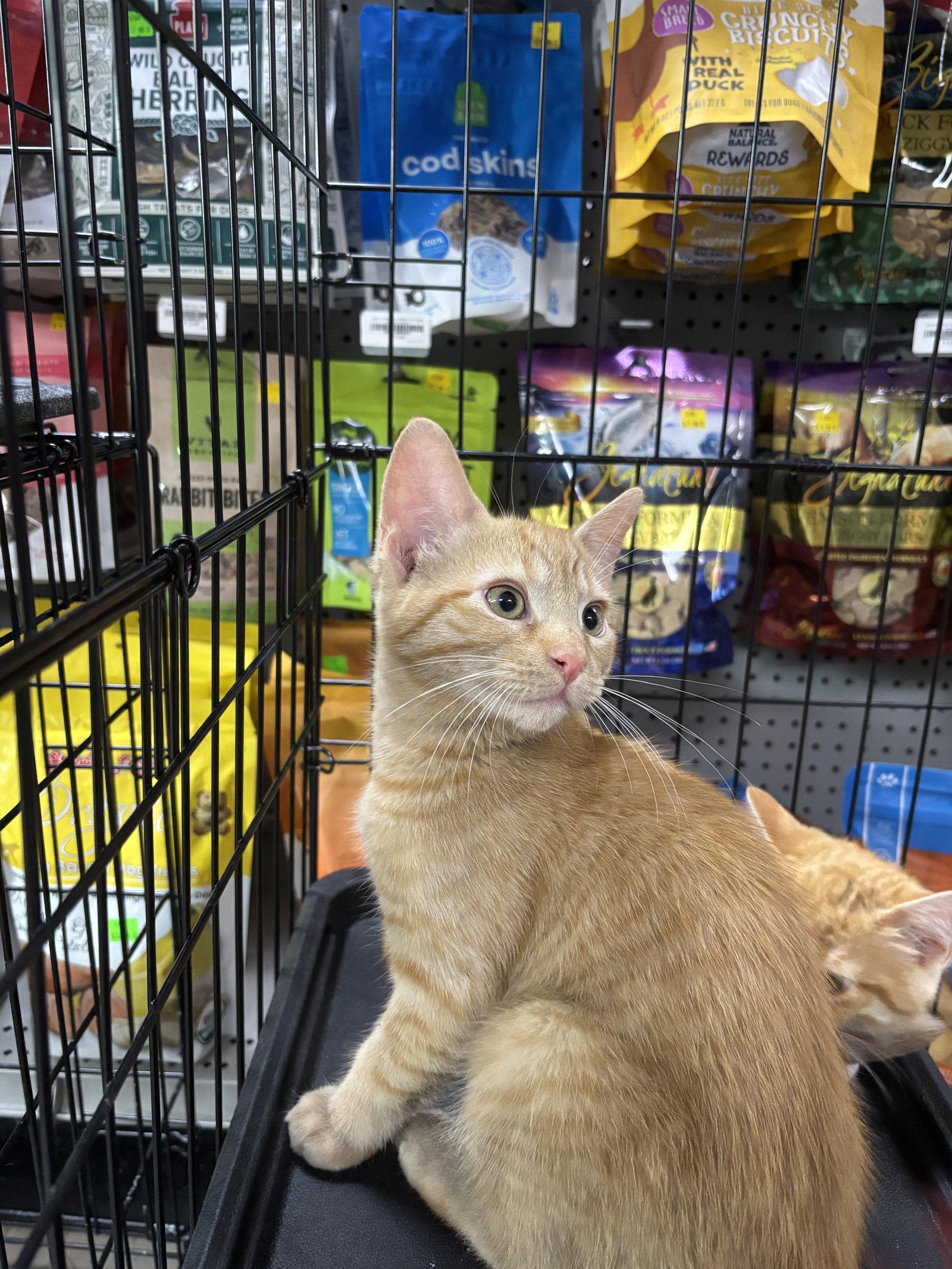 Enlarge Eli, a Adopted Domestic Short Hair in Oakboro , NC image 1/1