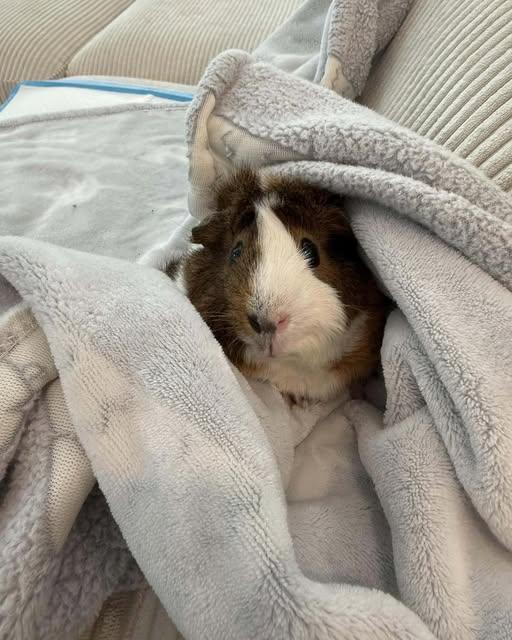 Enlarge Duke, a ADOPTABLE Abyssinian in Wellington, CO image 1/1