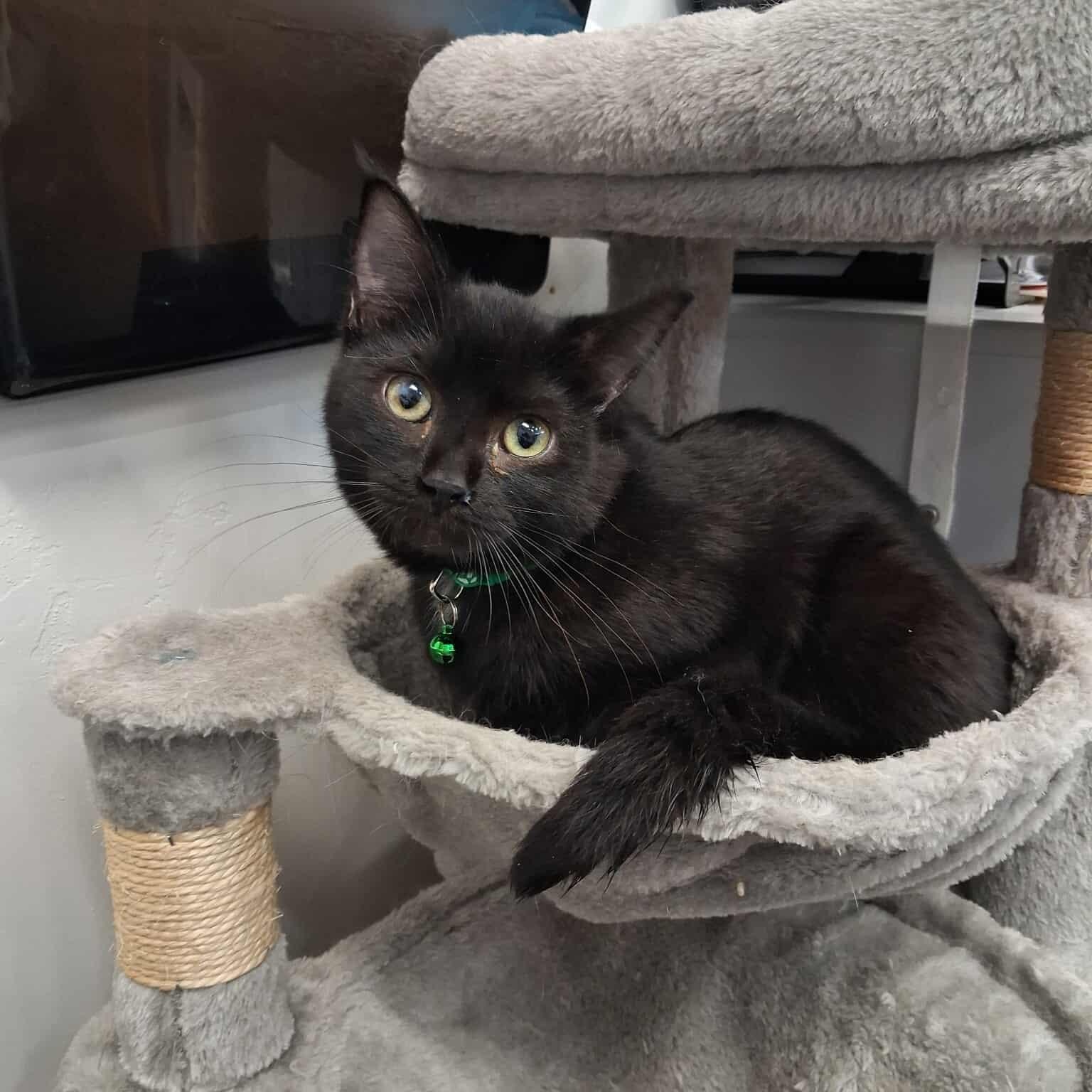 Bellamy, an adoptable Domestic Short Hair in Roosevelt, UT, 84066 | Photo Image 1