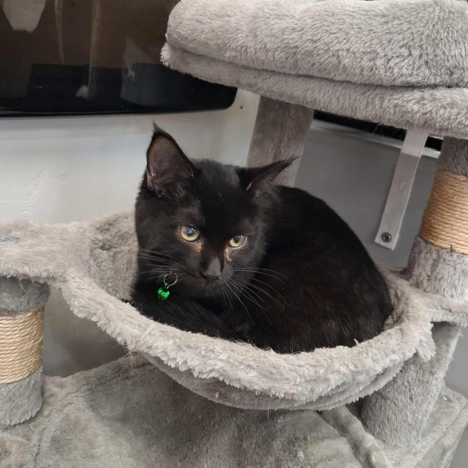 Bellamy, an adoptable Domestic Short Hair in Roosevelt, UT, 84066 | Photo Image 2