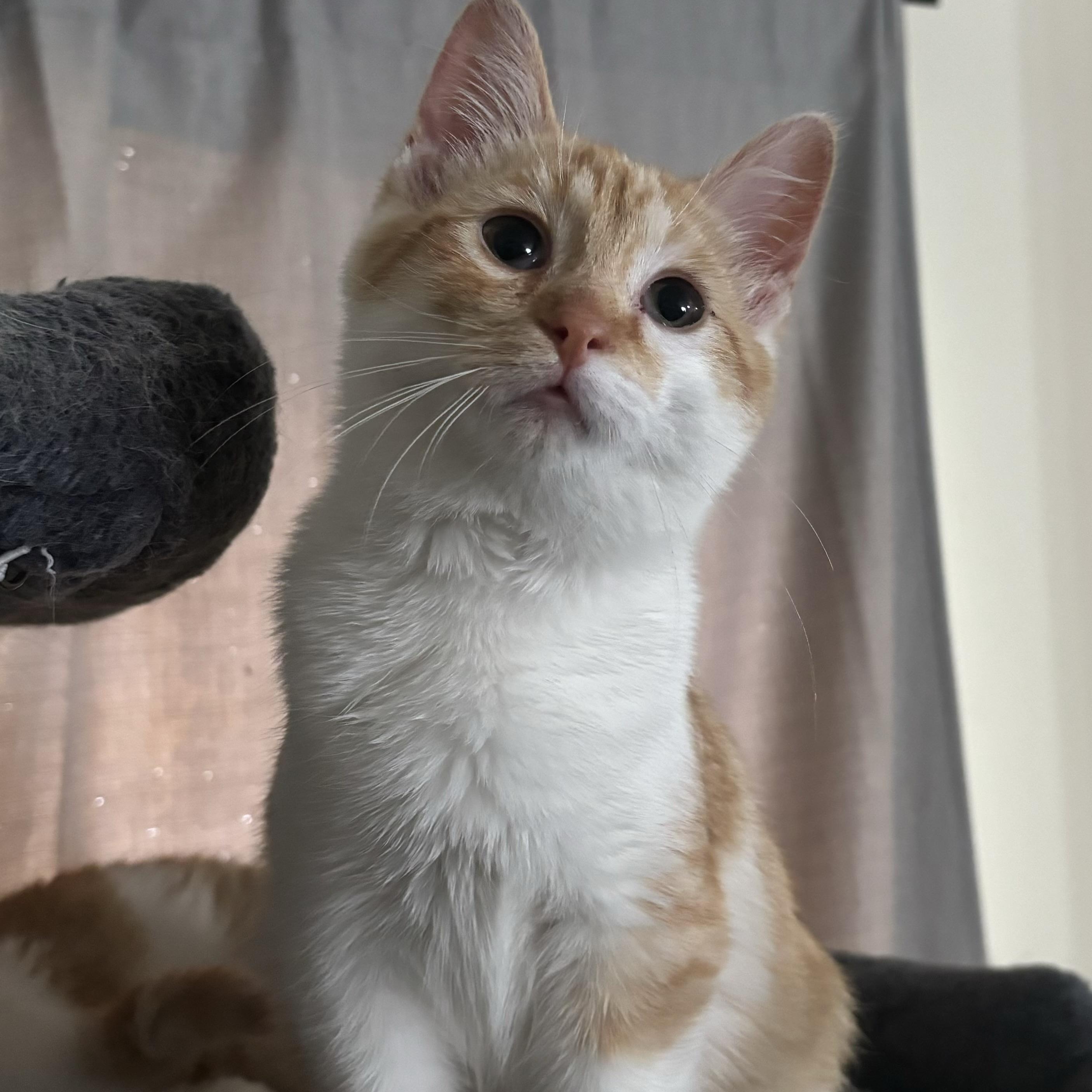 Aquarius, adoptable, Kitten Female Domestic Short Hair.