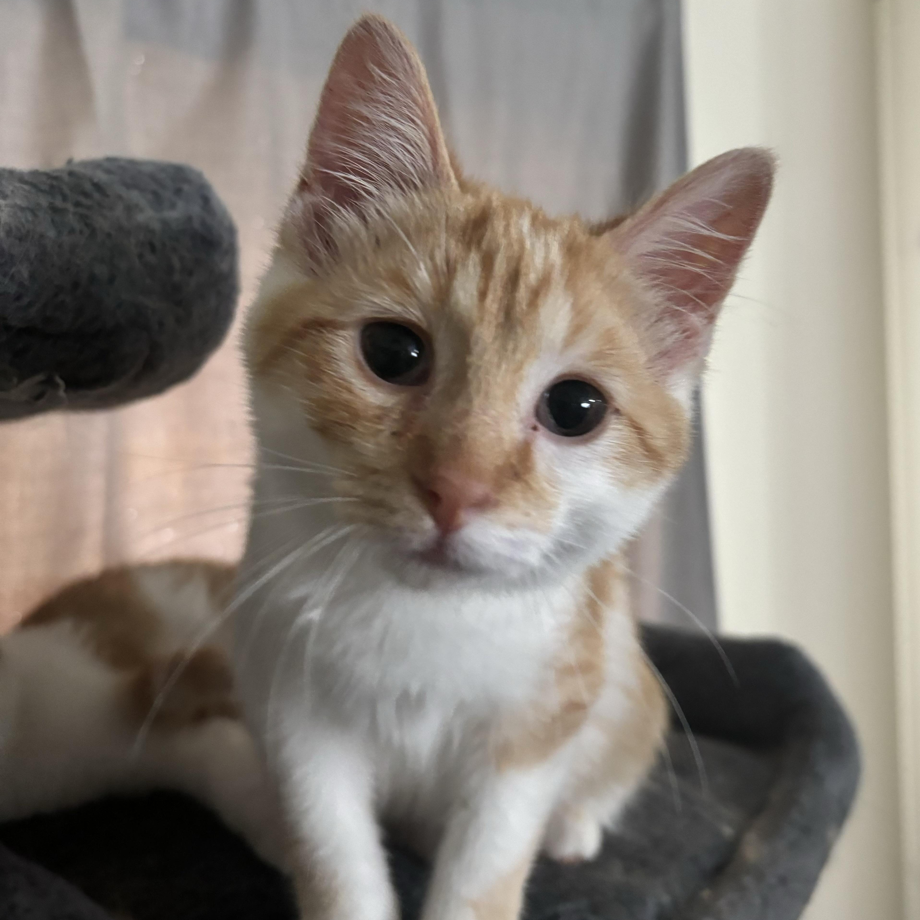 Enlarge Aquarius, an adoptable Domestic Short Hair in Davison, MI image 2/2