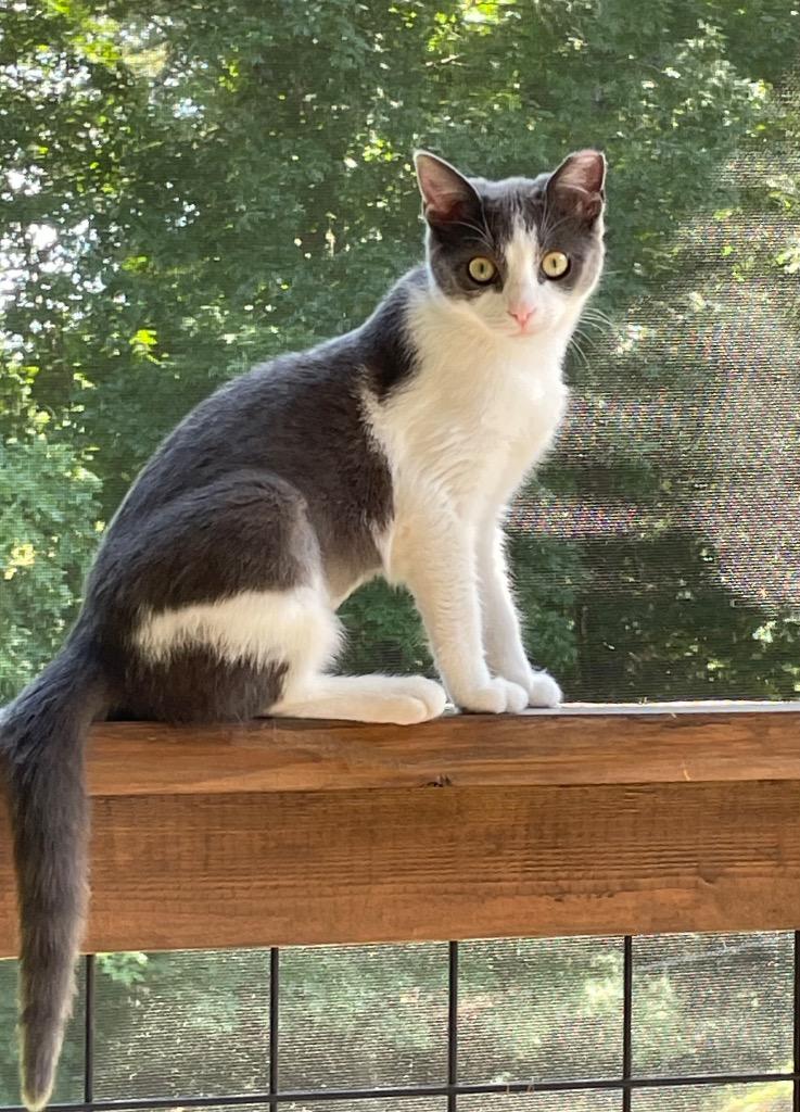 Graby Loren, a Adoptable mixed breed in Fort Oglethorpe, GA image 1/2