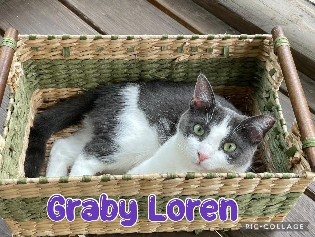 Graby Loren, a Adoptable mixed breed in Fort Oglethorpe, GA image 2/2