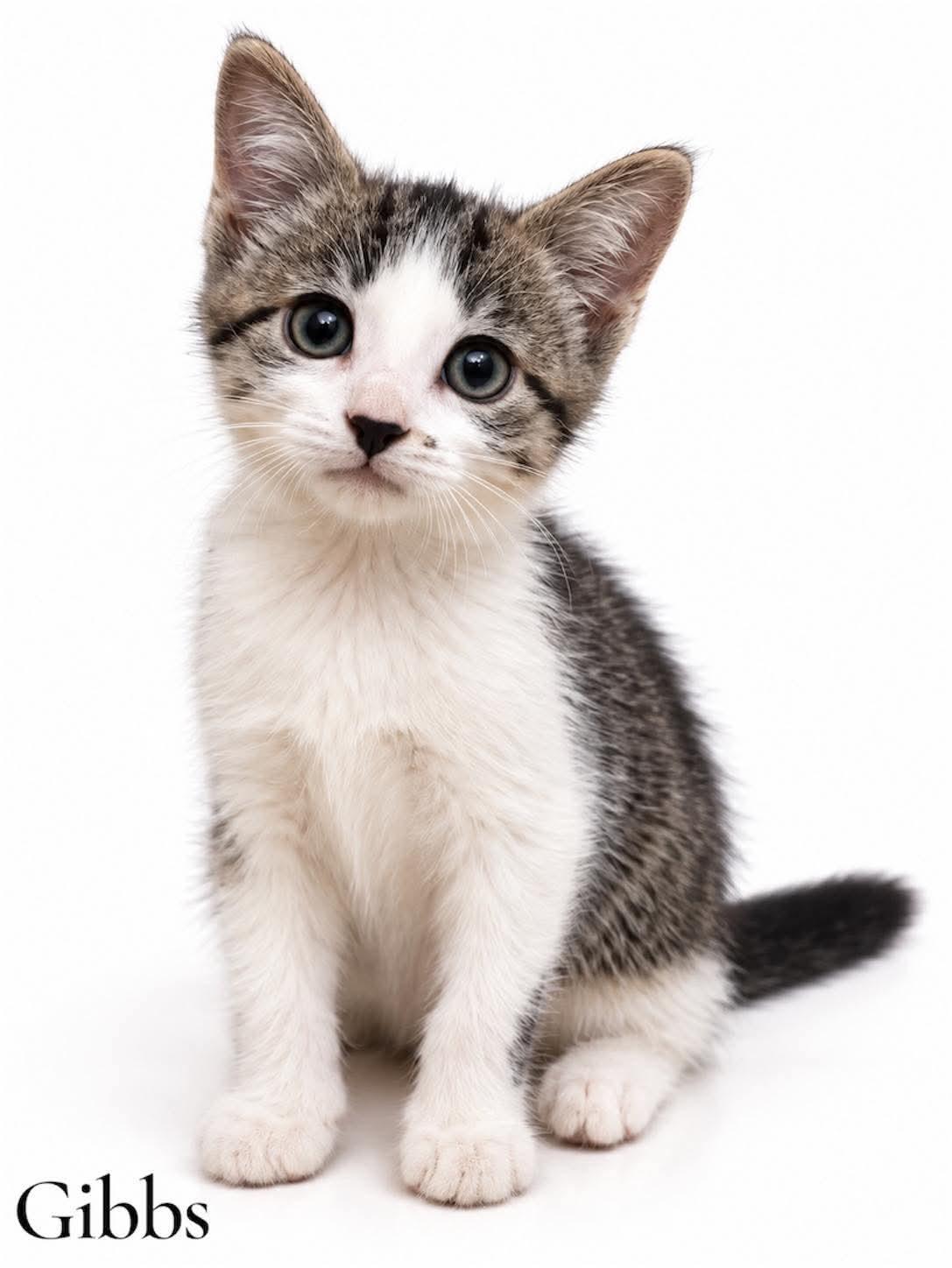 Gibbs, Adoptable, Kitten Male Domestic Short Hair.