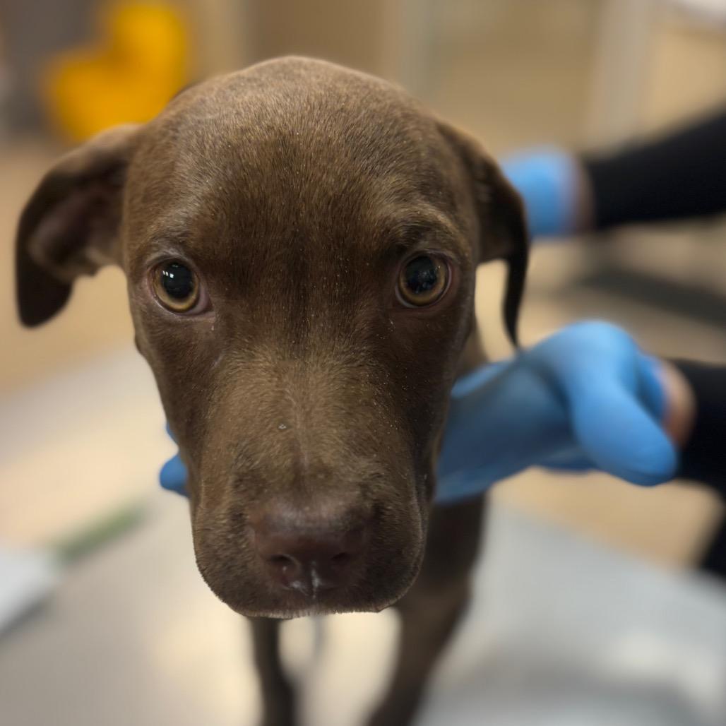 Libby — thumbnail 3