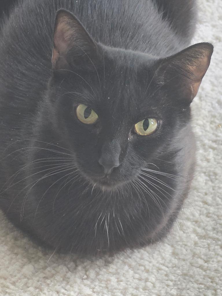 Enlarge Endurance, a Adoptable mixed breed in Shawnee, KS image 3/4