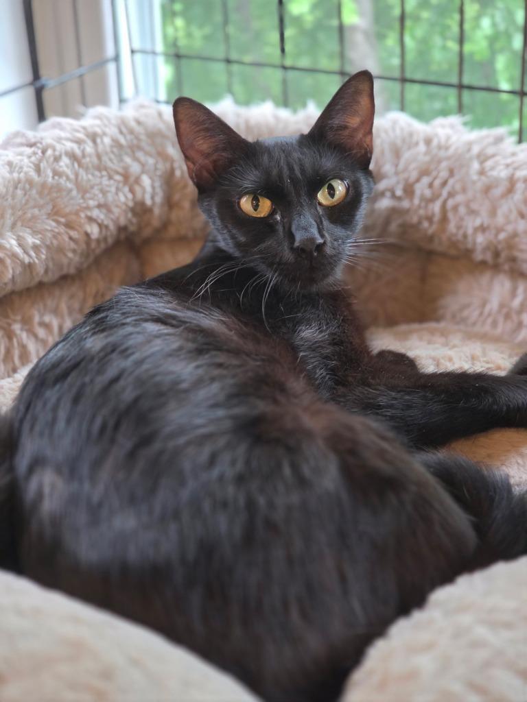Enlarge Endurance, a Adoptable mixed breed in Shawnee, KS image 4/4