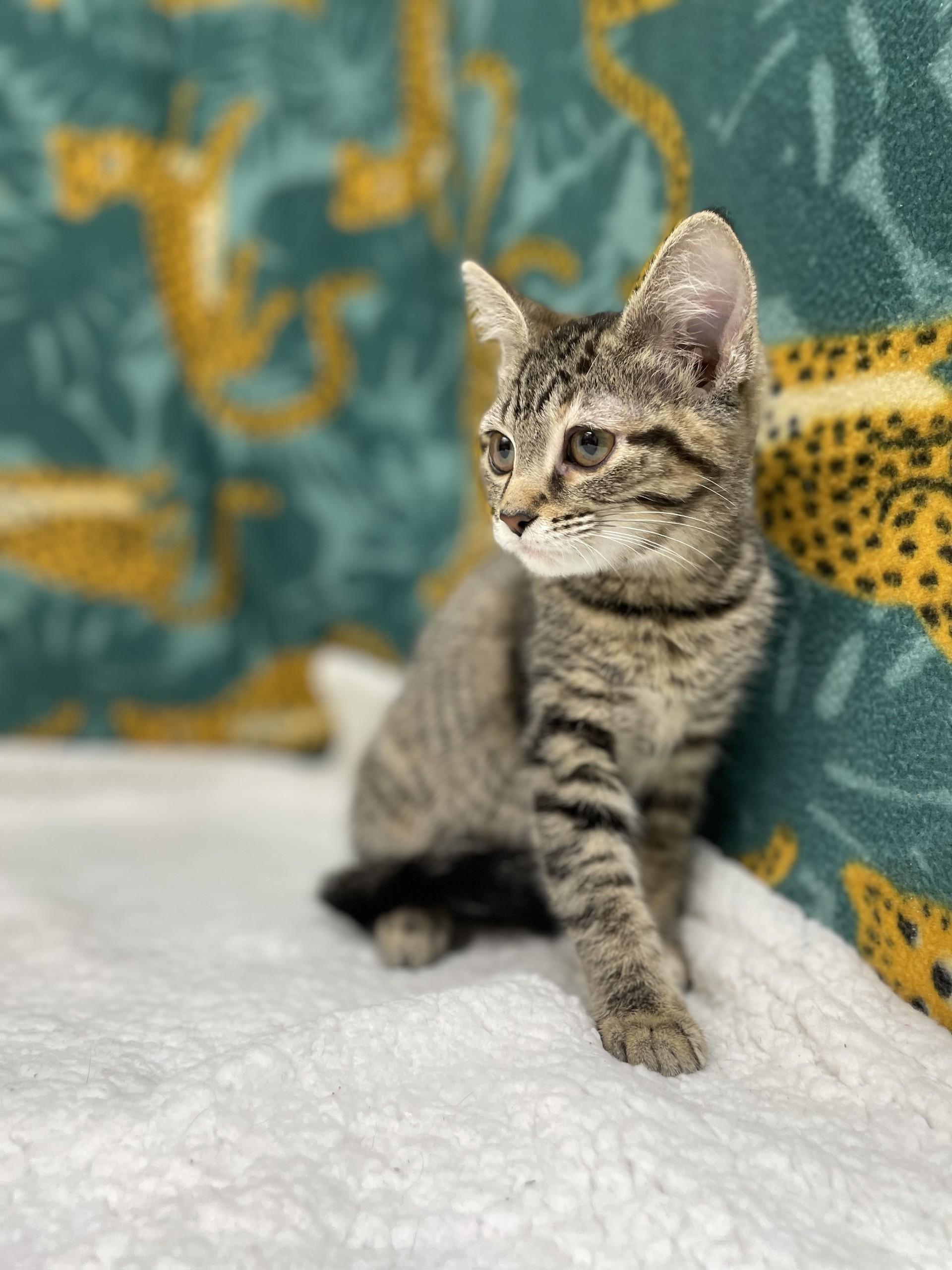 Autumn, an adoptable mixed breed in Upper Sandusky, OH image 4/5