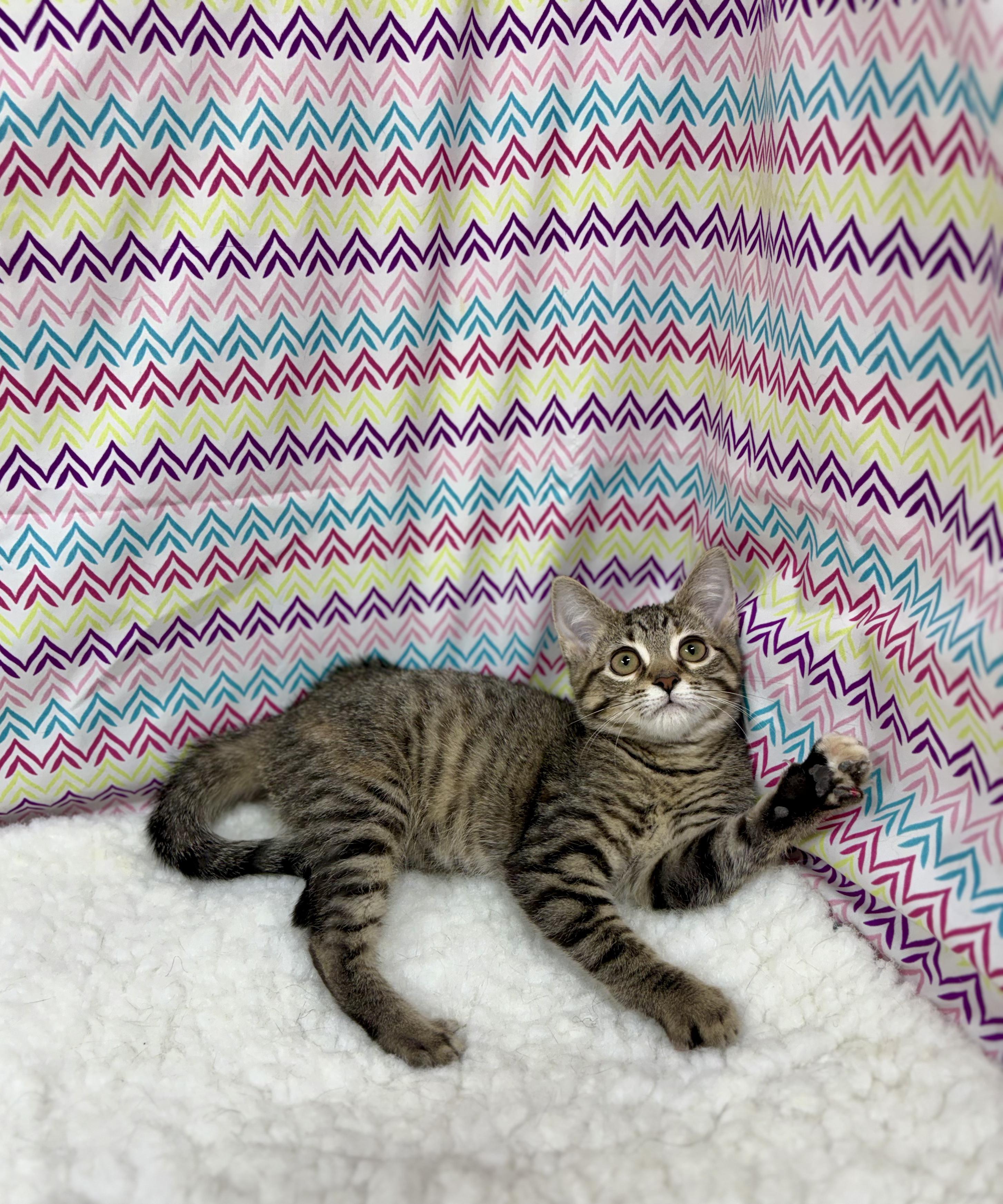 Autumn, an adoptable mixed breed in Upper Sandusky, OH image 1/5