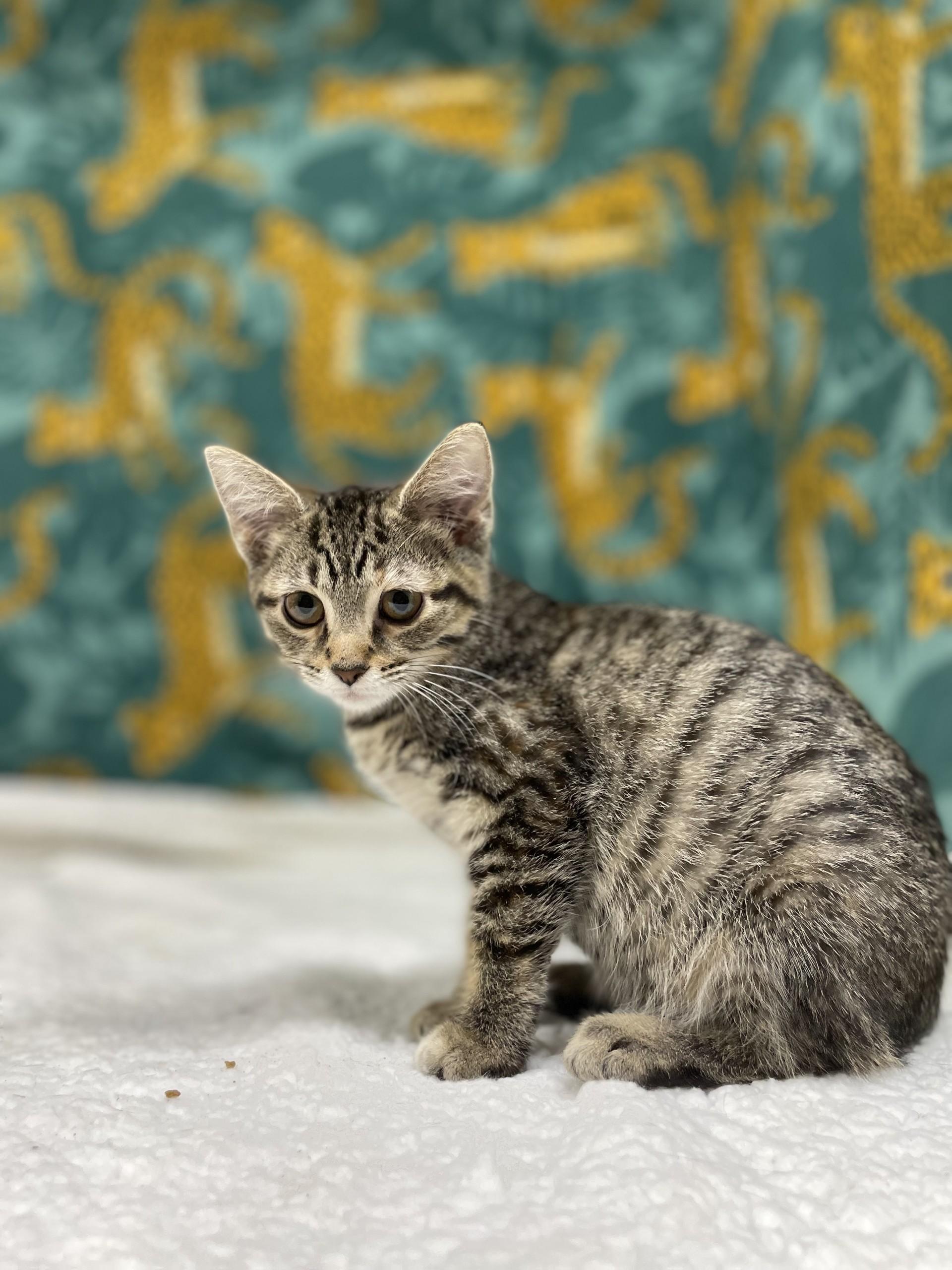Autumn, an adoptable mixed breed in Upper Sandusky, OH image 5/5