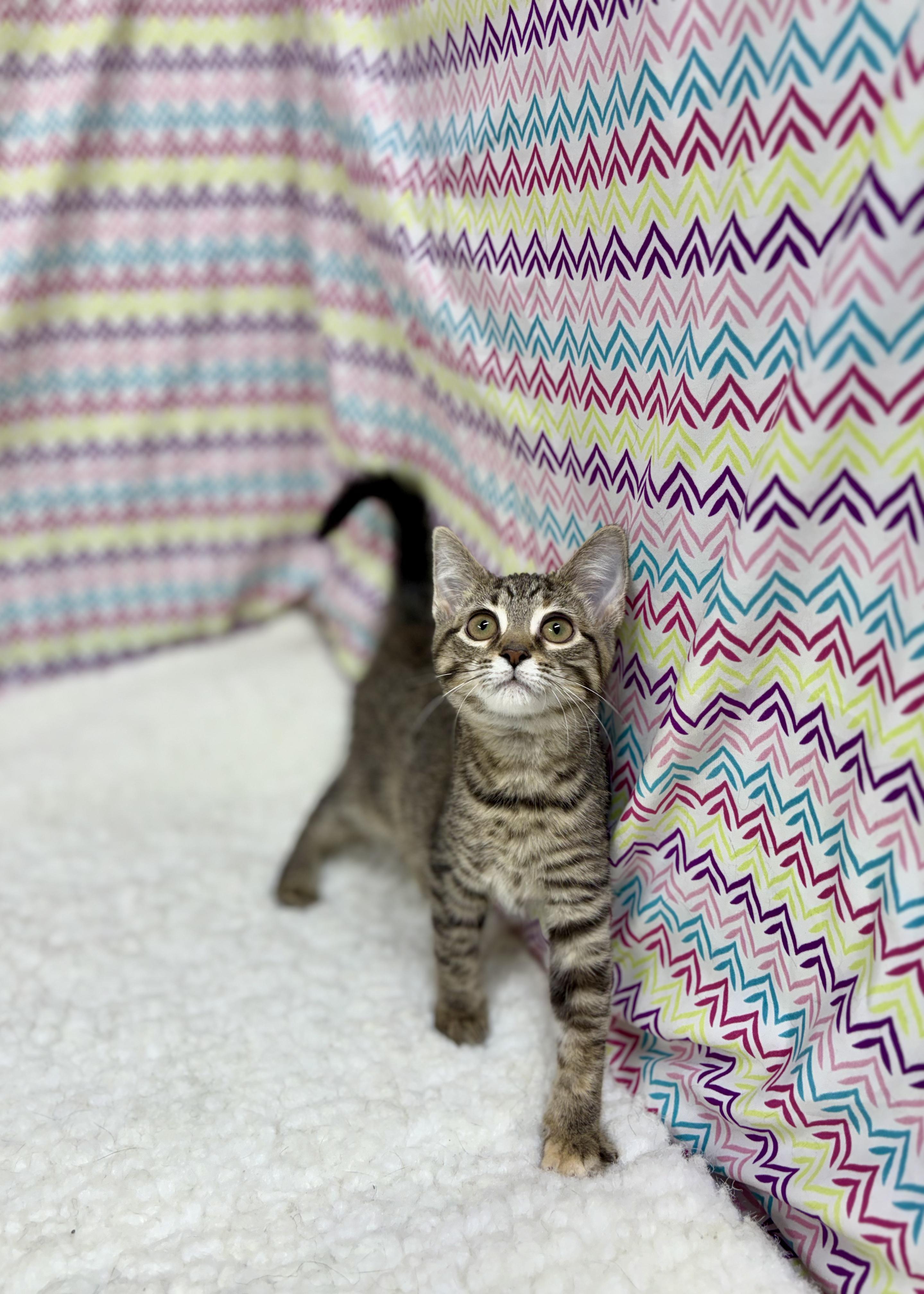 Autumn, an adoptable mixed breed in Upper Sandusky, OH image 3/5