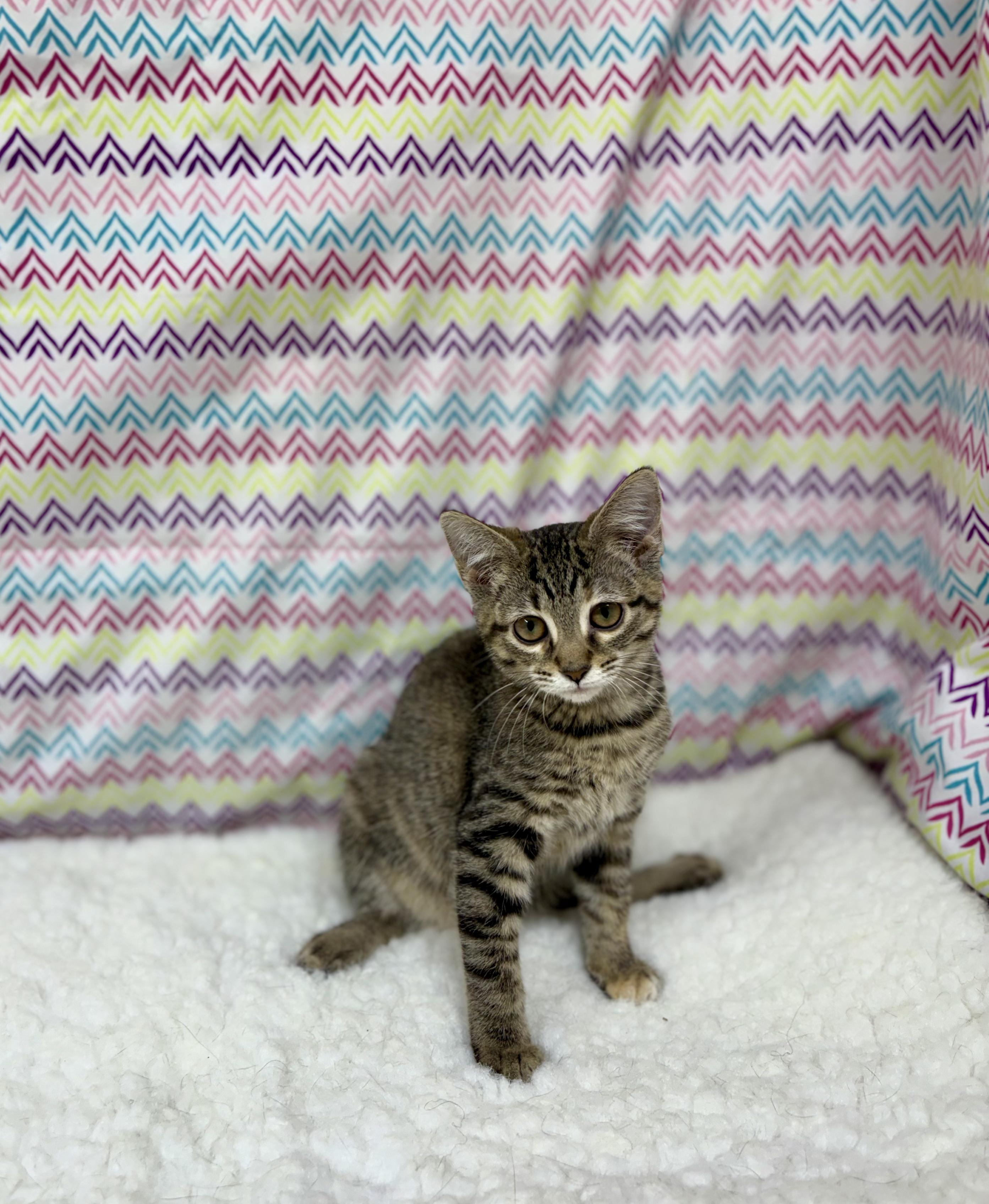 Autumn, an adoptable mixed breed in Upper Sandusky, OH image 2/5