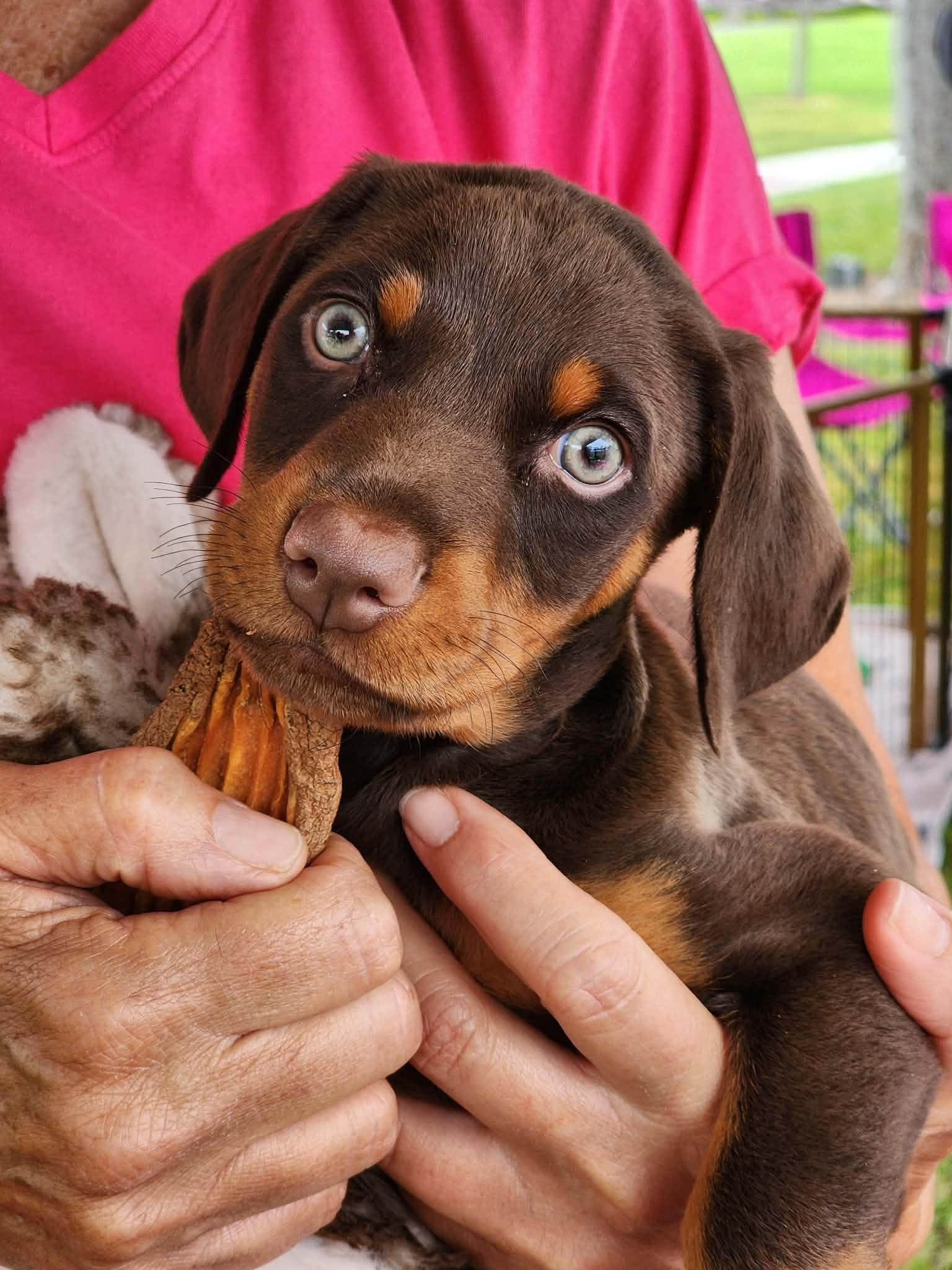 Vinny, a ADOPTABLE mixed breed in Corona Del Mar, CA image 3/4