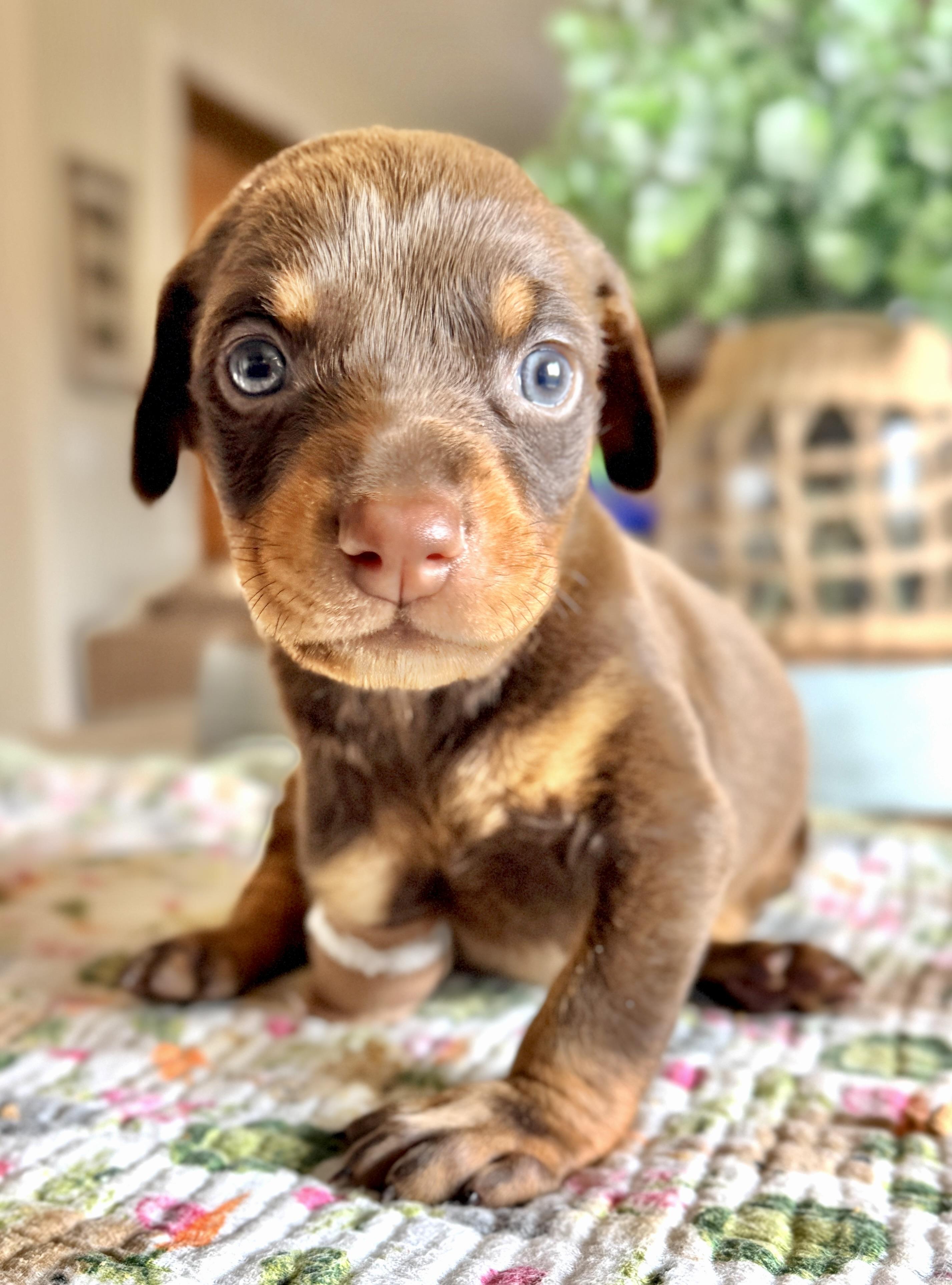 Vinny, a ADOPTABLE mixed breed in Corona Del Mar, CA image 4/4