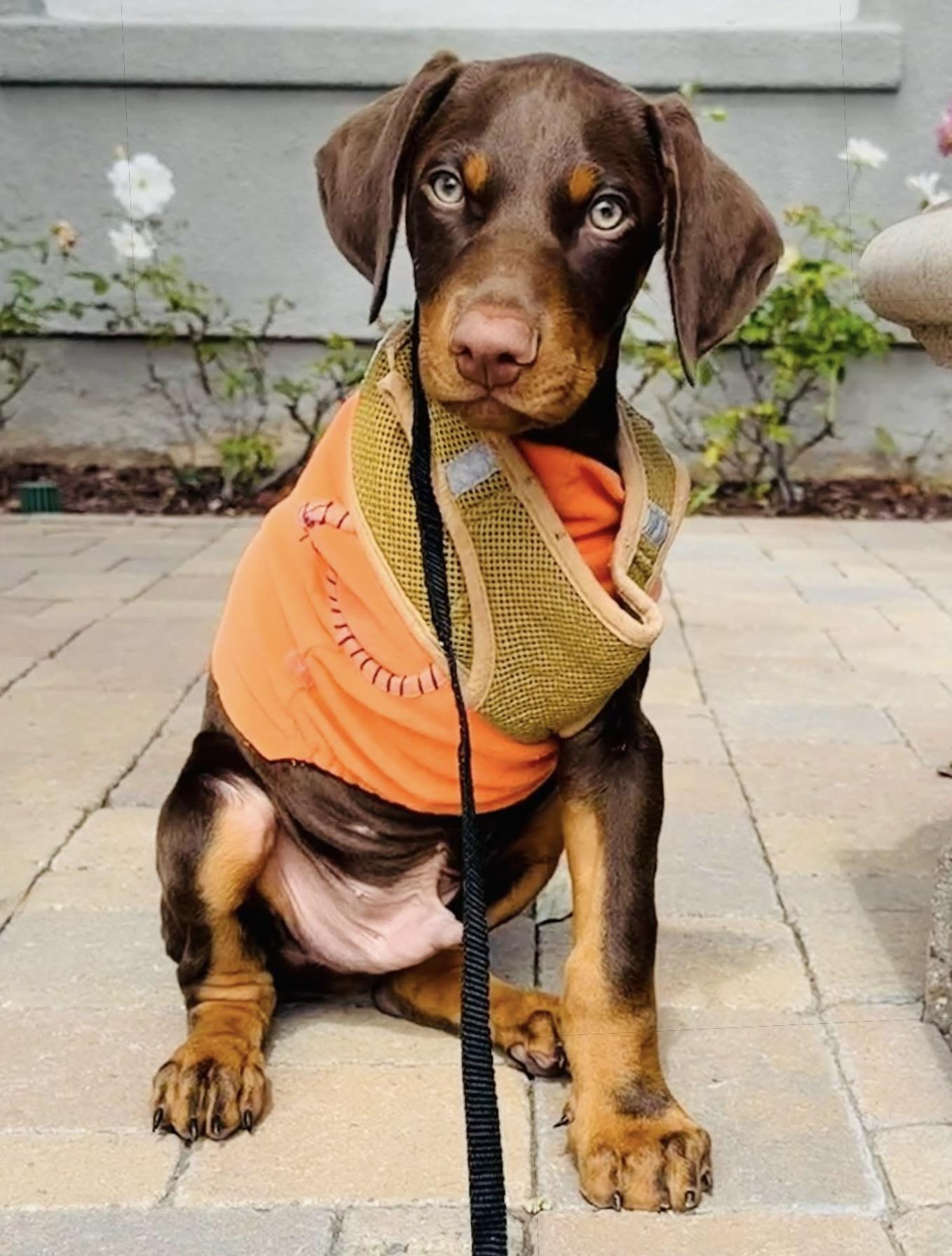 Vinny, adoptable, Puppy Male Doberman Pinscher & Coonhound.