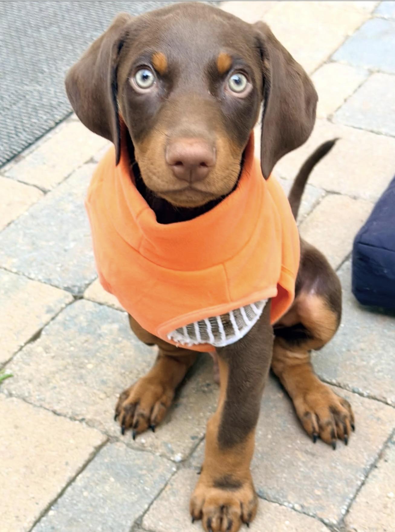 Vinny, a ADOPTABLE mixed breed in Corona Del Mar, CA image 1/4
