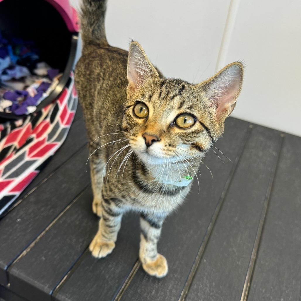 Henry, Adoptable, Kitten Male Domestic Short Hair.