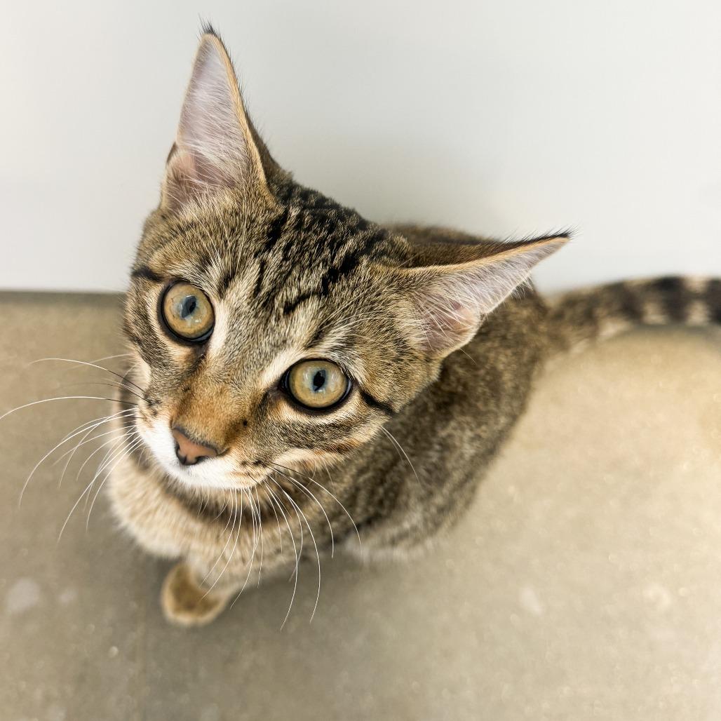 Enlarge Henry, a Adoptable Domestic Short Hair in Fort Wayne, IN image 2/4