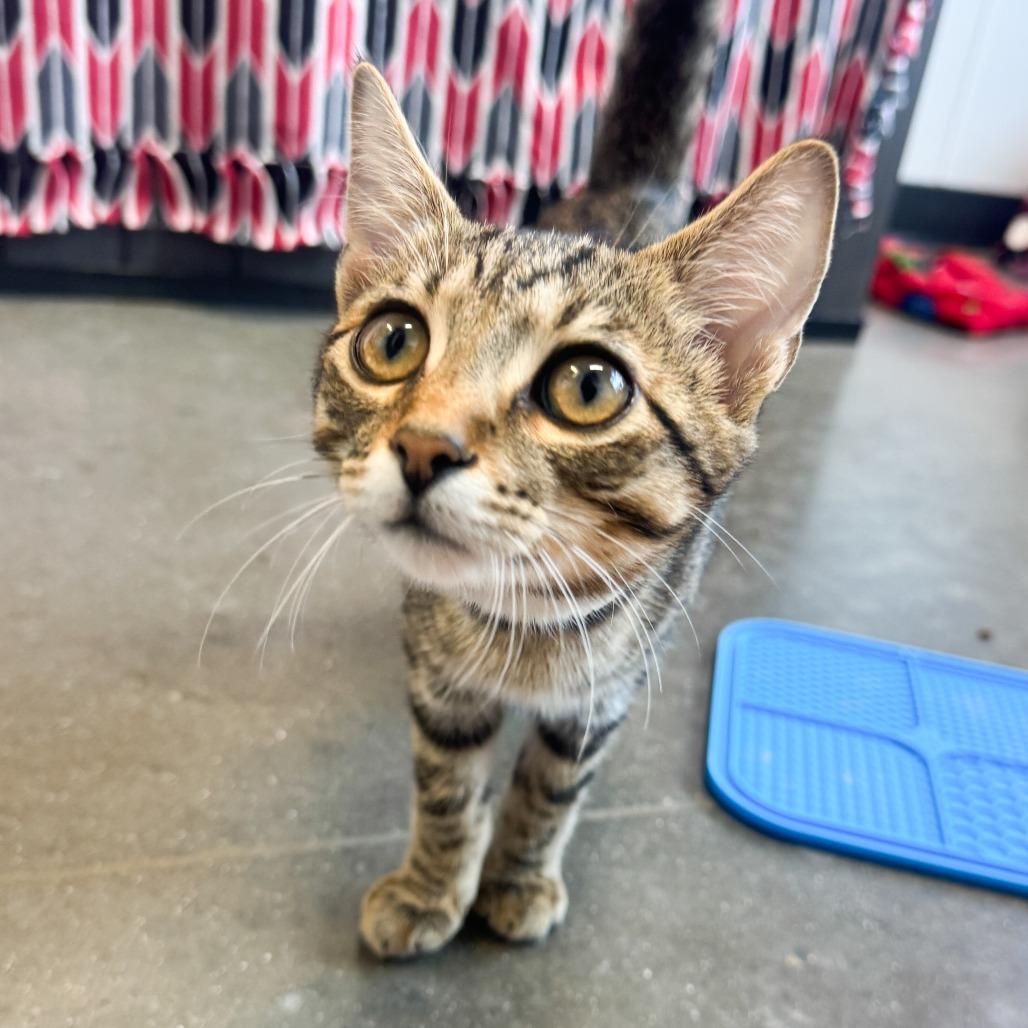 Enlarge Henry, a Adoptable Domestic Short Hair in Fort Wayne, IN image 3/4