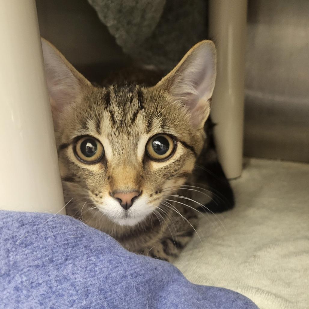 Enlarge Henry, a Adoptable Domestic Short Hair in Fort Wayne, IN image 4/4