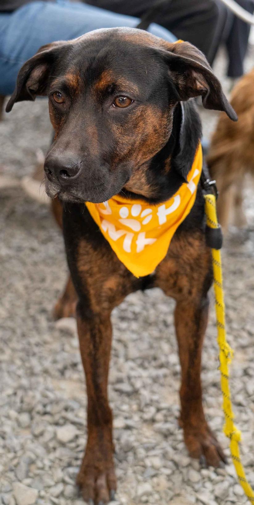 Alexander, a Adoptable mixed breed in Bothell, WA image 3/3